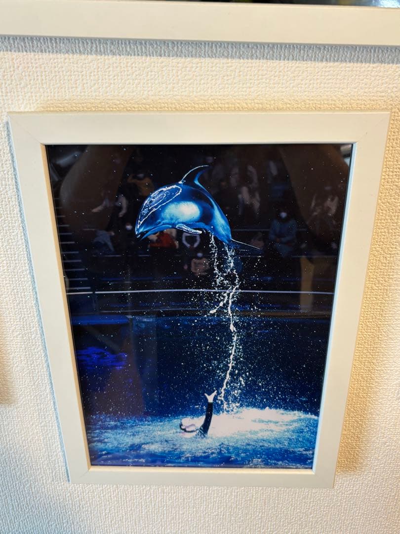 インテリア写真 イルカショー