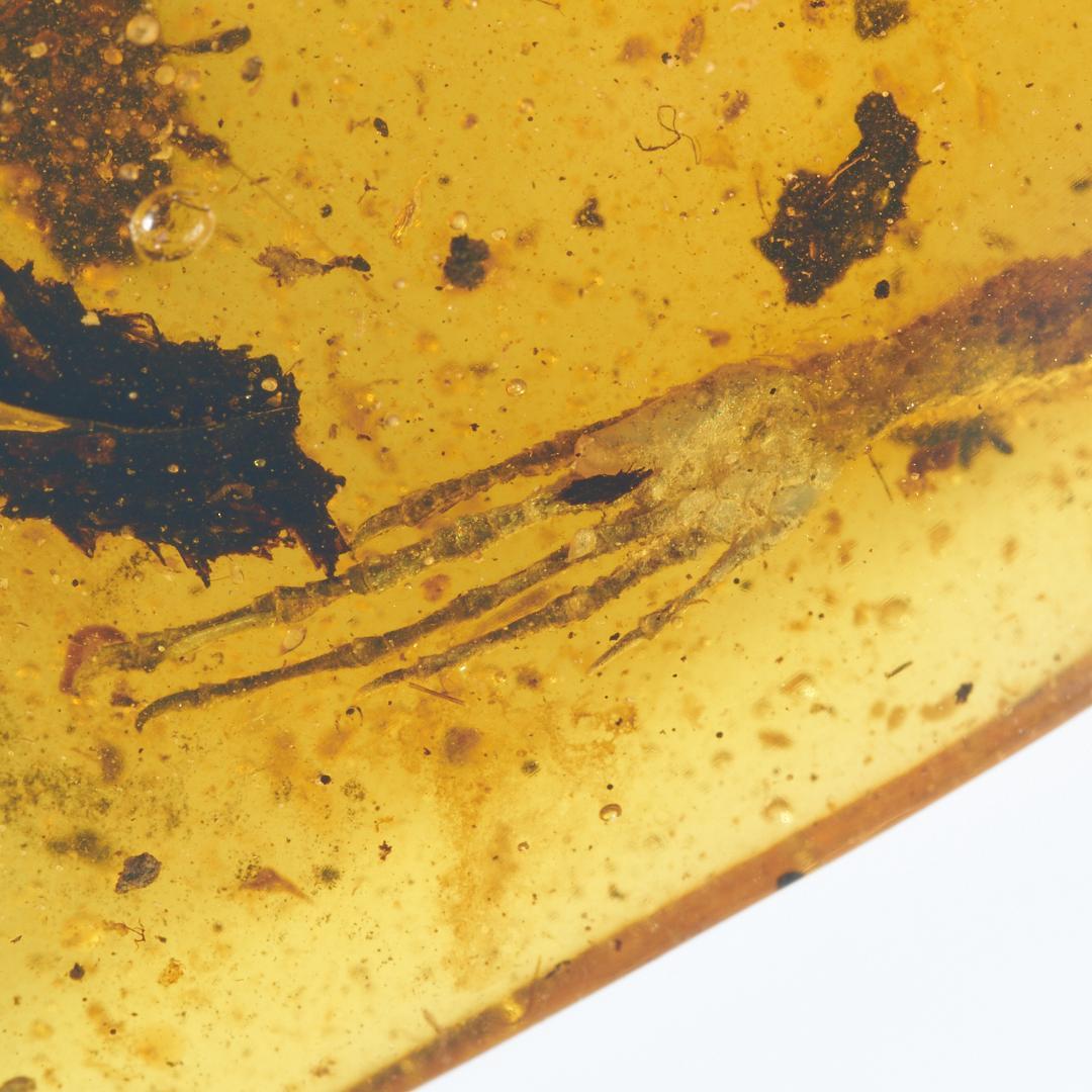 レア極上品 PA0083虫入り琥珀化石　ミャンマーカムティかタナイ9900万年前