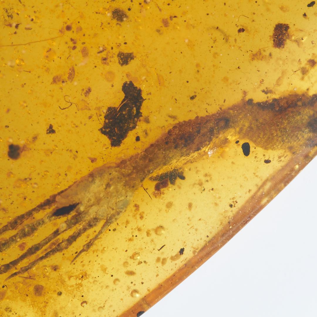 レア極上品 PA0083虫入り琥珀化石　ミャンマーカムティかタナイ9900万年前