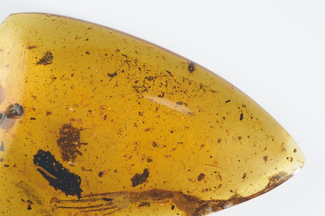 レア極上品 PA0083虫入り琥珀化石　ミャンマーカムティかタナイ9900万年前