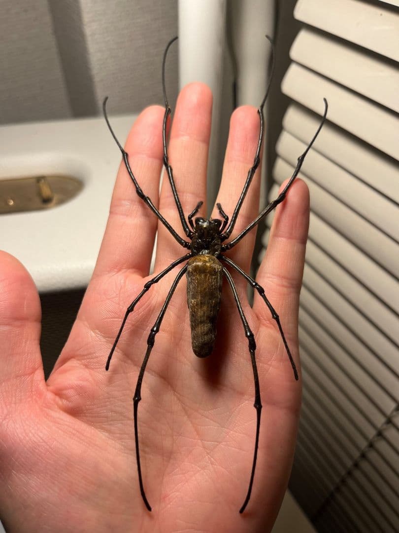 【日本蜘蛛最大種】オオジョロウグモ？ 女郎蜘蛛カマキリタランチュラスパイダー標本