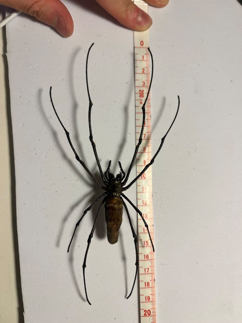 【日本蜘蛛最大種】オオジョロウグモ？ 女郎蜘蛛カマキリタランチュラスパイダー標本