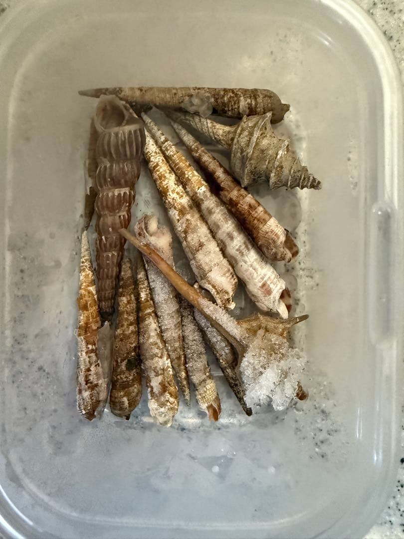 貝　【まとめ売り】