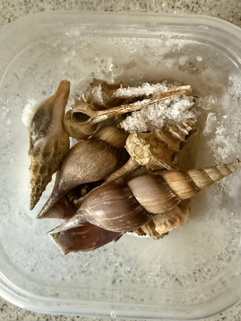 貝　【まとめ売り】