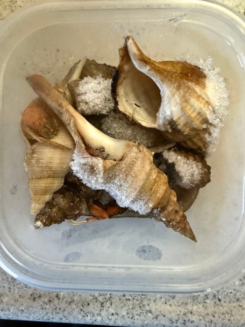 貝　【まとめ売り】