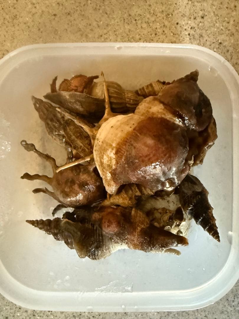 貝　【まとめ売り】