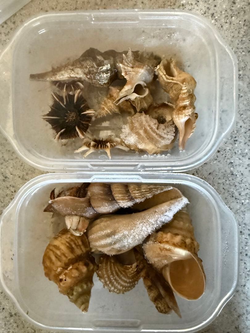 貝　【まとめ売り】