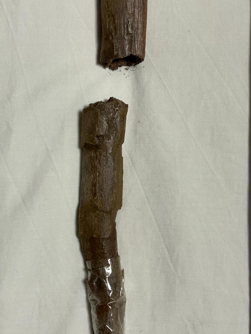 化石　恐竜ハドロサウルス科の肋骨　実物　産地・種類不明　64㎝