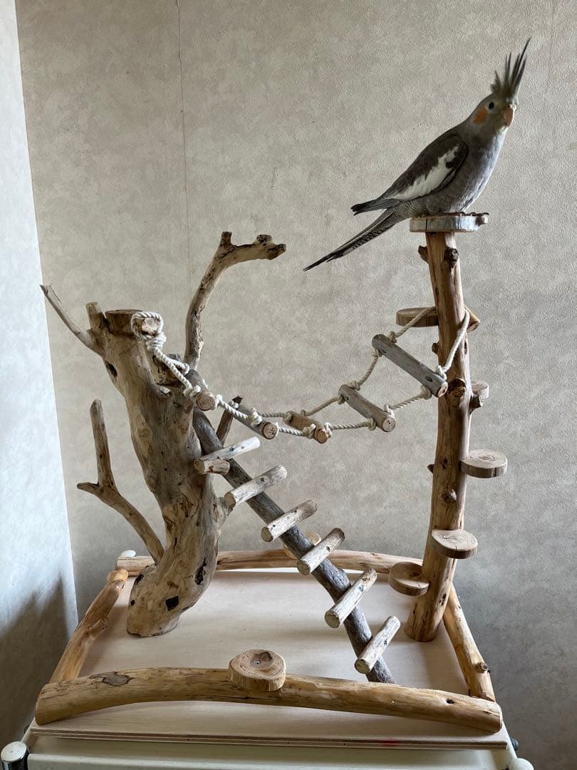 鳥インコ止まり木バードジムバードアスレチック卓上型