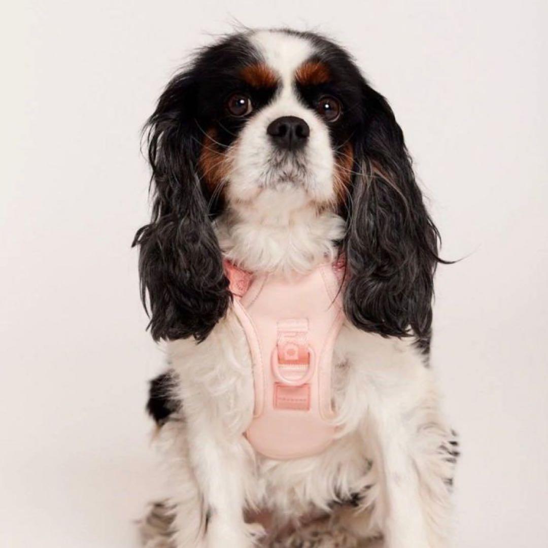 【新品】ハーネス/ピンクMサイズ/max-bone/ラグジュアリーブランド