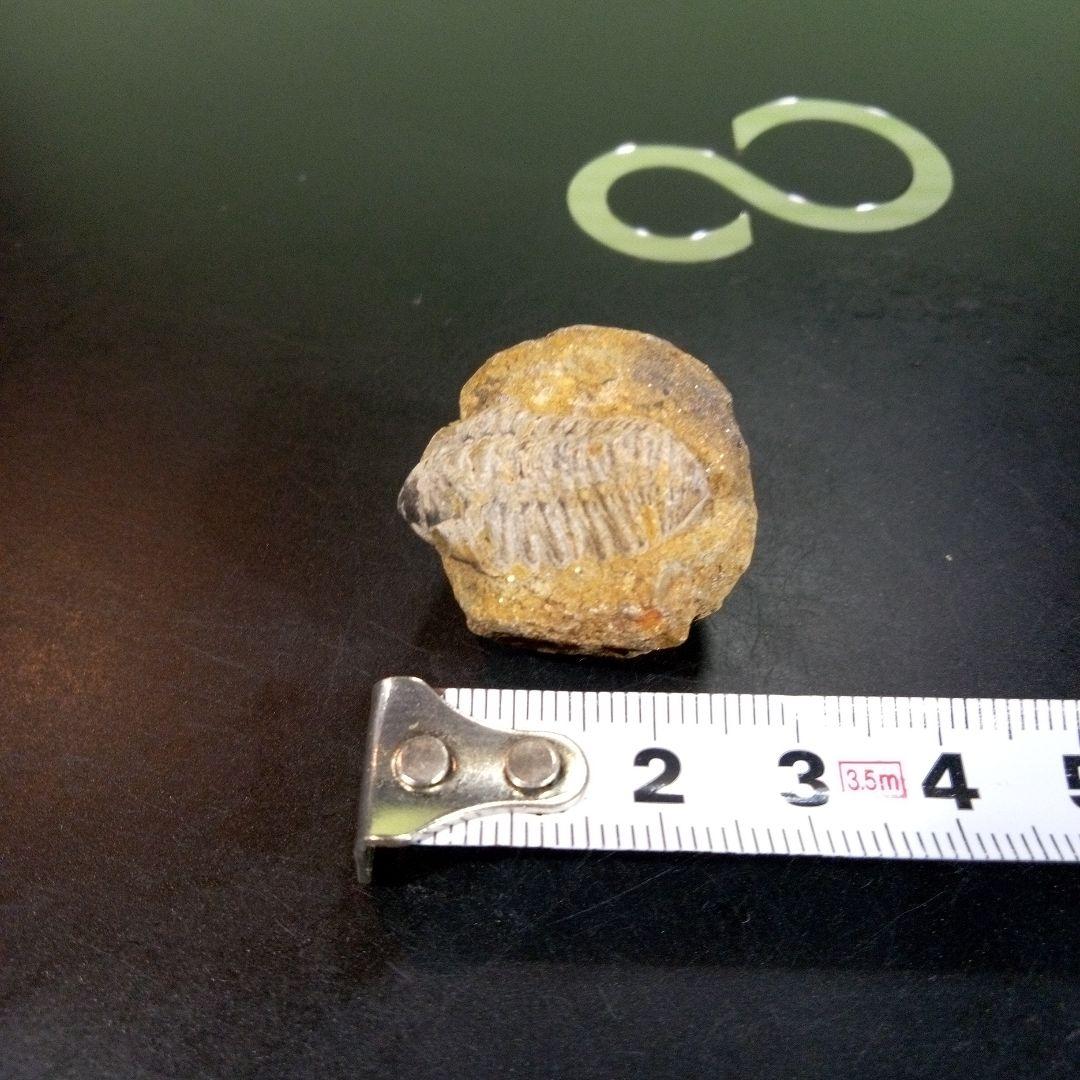 三葉虫　化石　fossil　ボリビア産　trilobite　三葉虫判別⑨