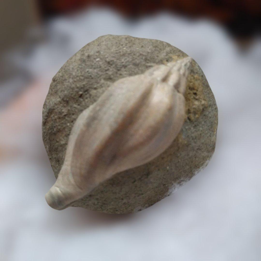 美術 デッサン用 極美品 Fulgoraria化石 500万年前 高知産