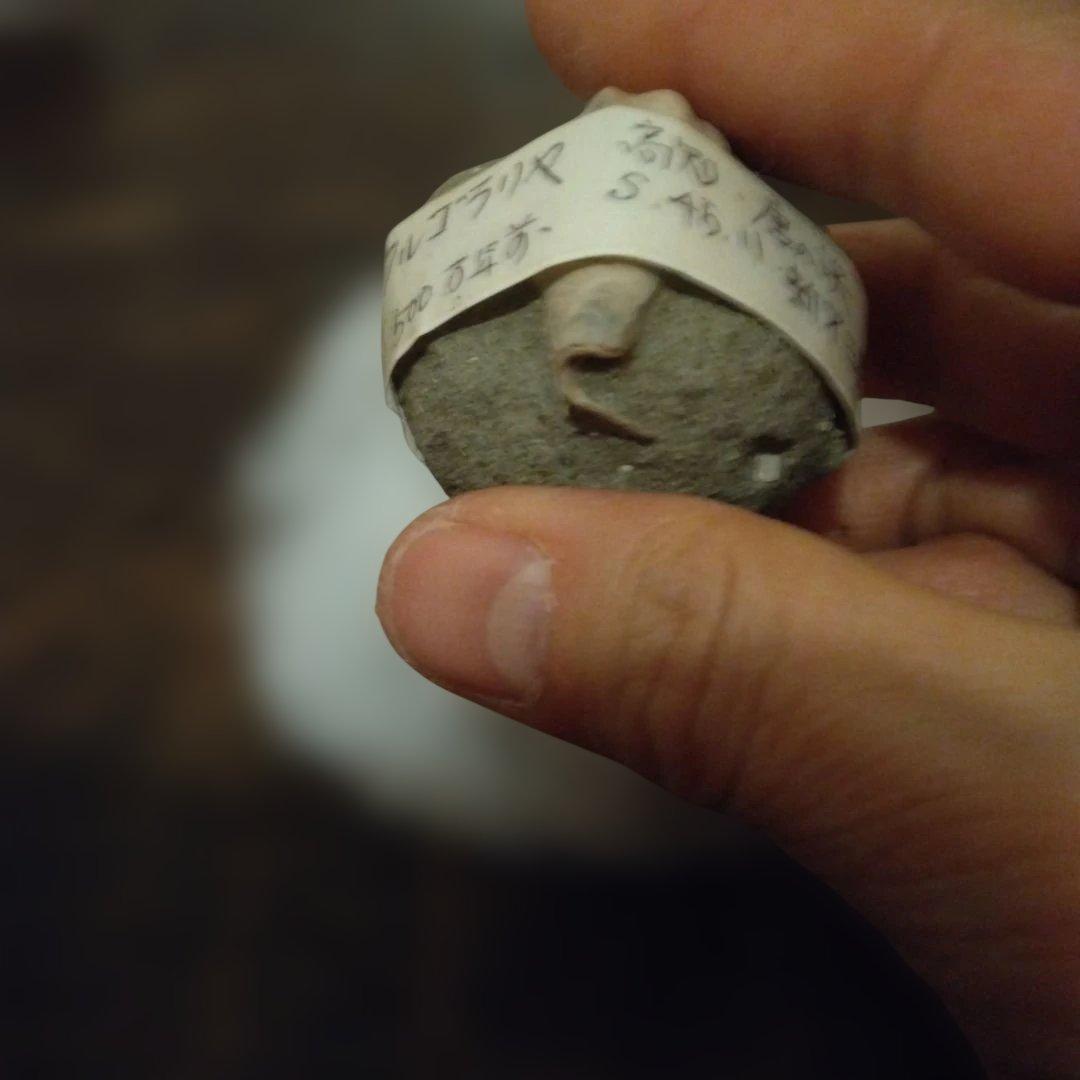 美術 デッサン用 極美品 Fulgoraria化石 500万年前 高知産