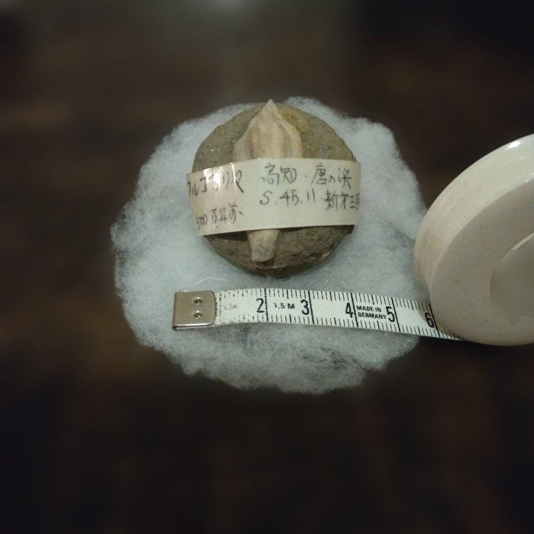 美術 デッサン用 極美品 Fulgoraria化石 500万年前 高知産