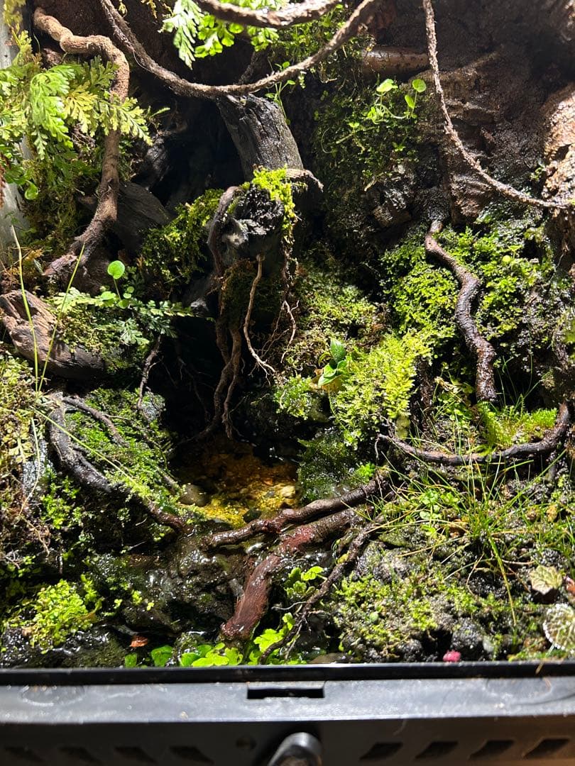 グラステラリウム3045 レイアウト品