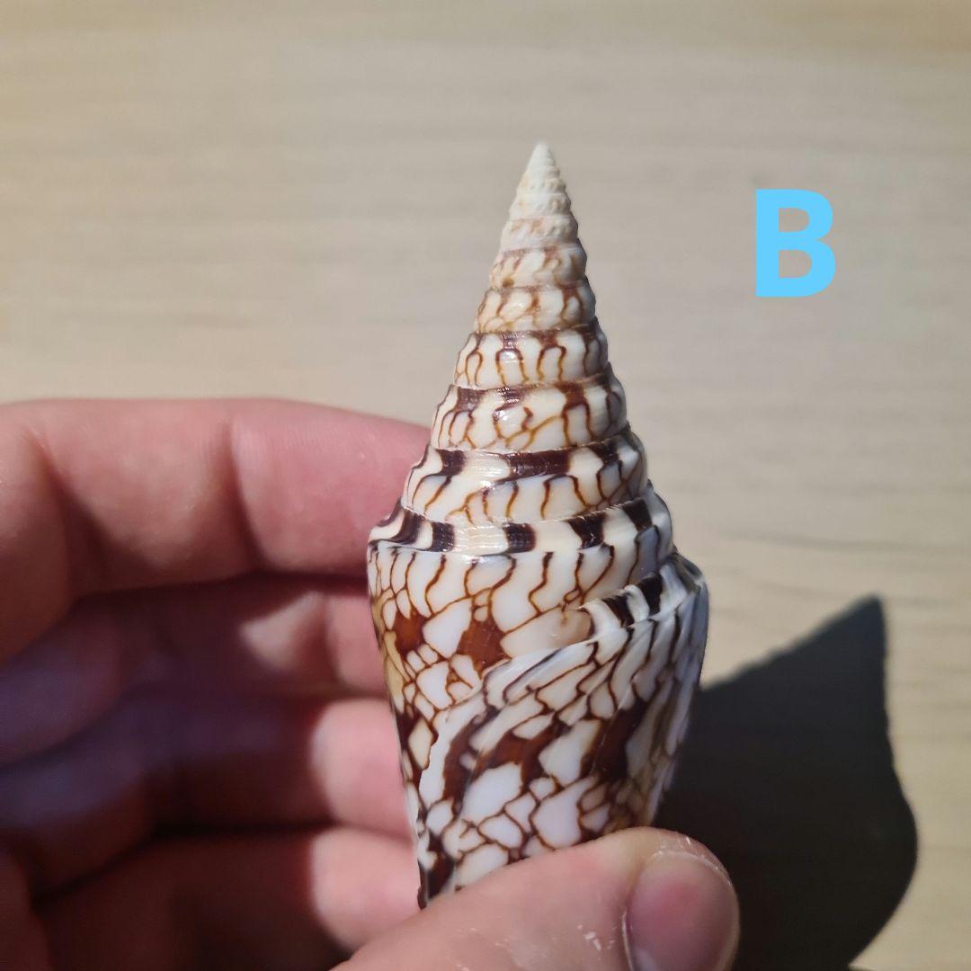 貝殻 イモガイ \"Milneedwardsii” 赤と白いストライプ