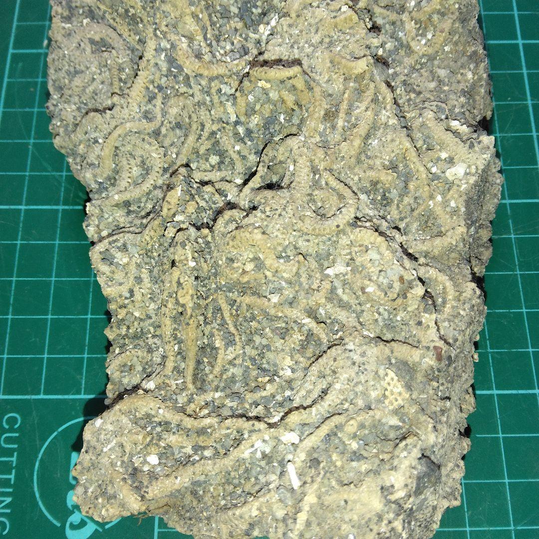 千葉県産　キタクシノハクモヒトデ　　立体標本　ヒトデ化石　化石