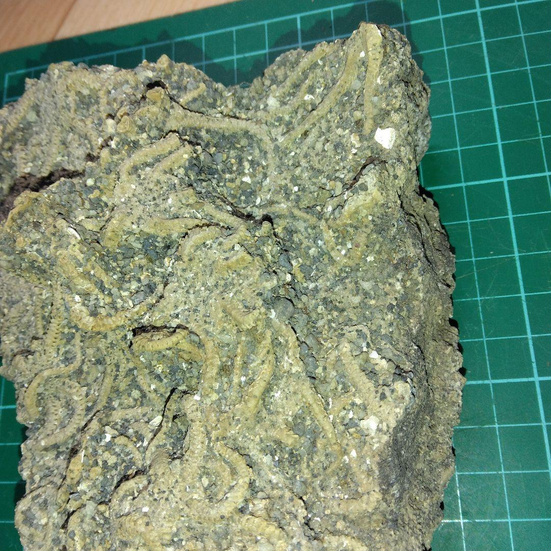 千葉県産　キタクシノハクモヒトデ　　立体標本　ヒトデ化石　化石