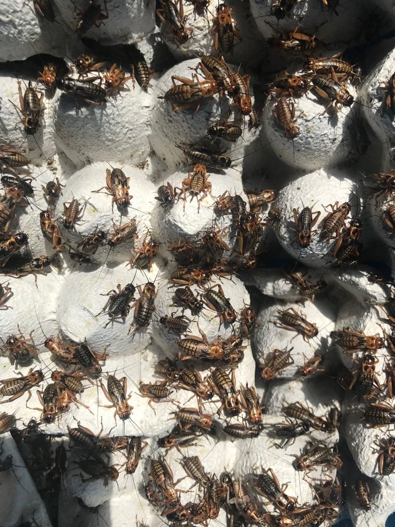 ★合鴨なつお君商品★1kg冷凍コオロギ M・Lサイズフタホシコオロギ