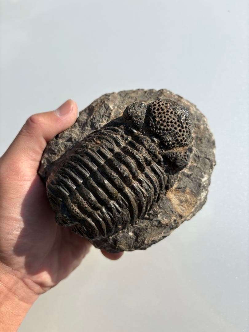 大きな三葉虫　化石