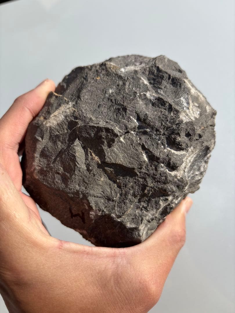 大きな三葉虫　化石