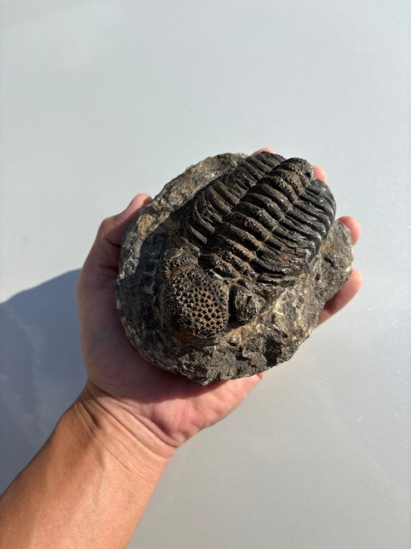 大きな三葉虫　化石