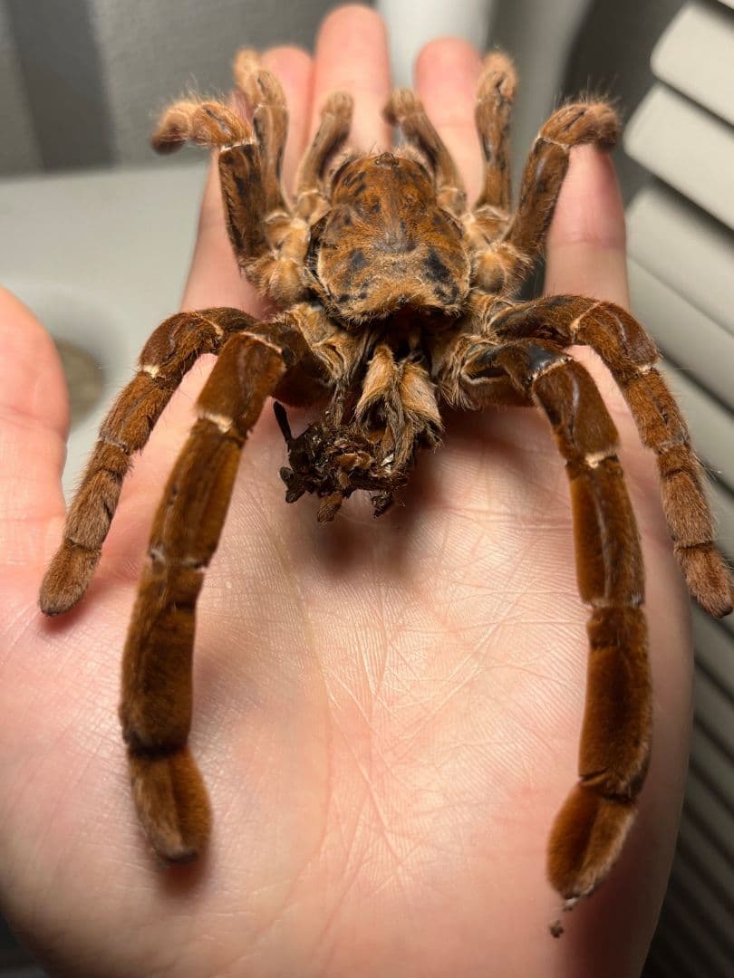 【阿州最大種】キングバブーンタランチュラの標本 LS16cm程ムカデセンチピード