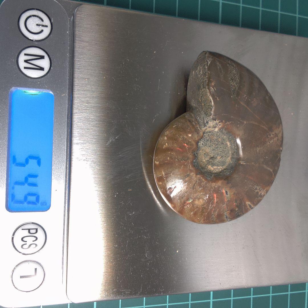 小物１ アンモナイト化石 光沢あり