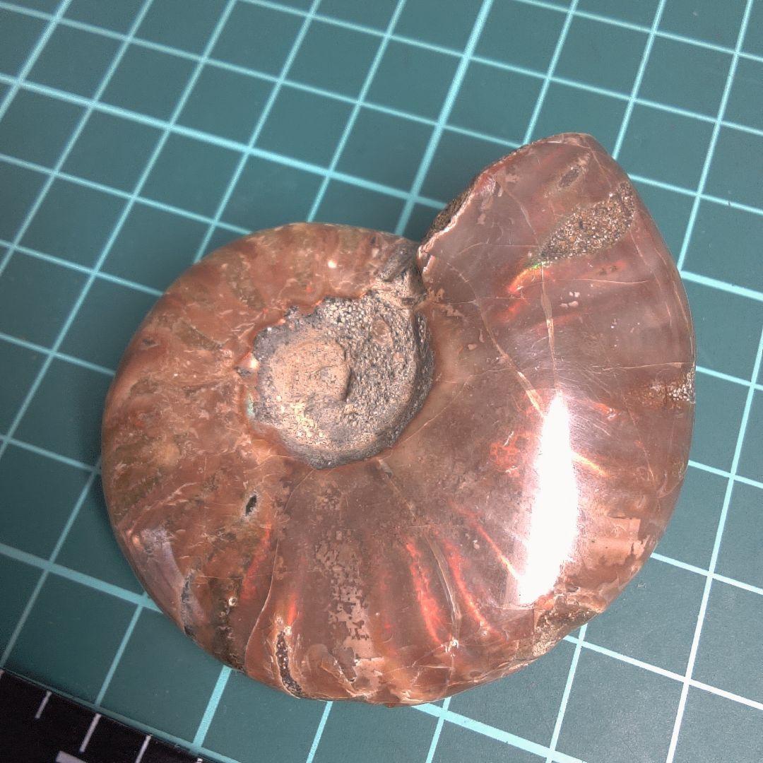 小物１ アンモナイト化石 光沢あり