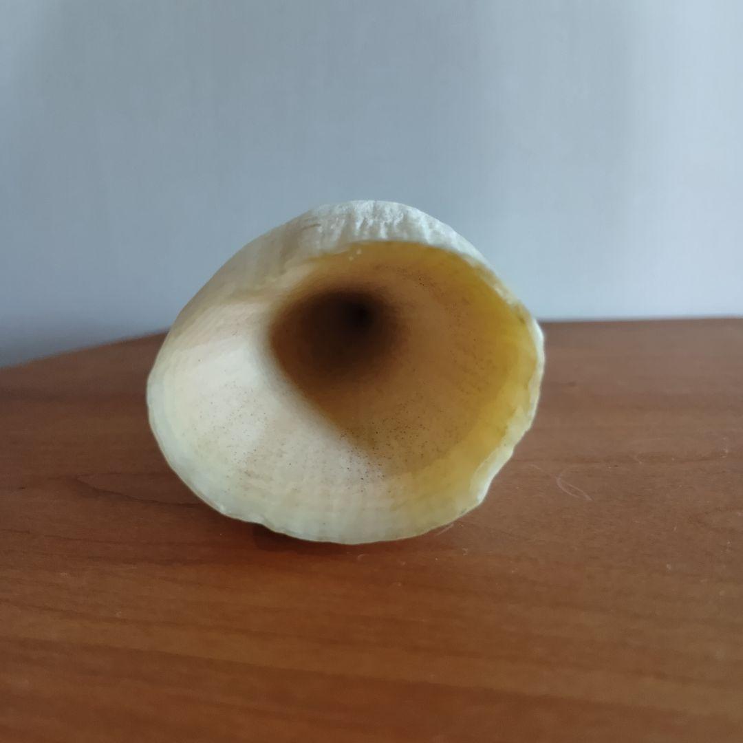 マッコウクジラ　歯　16cm　287g　印材　根付　工芸品　美品