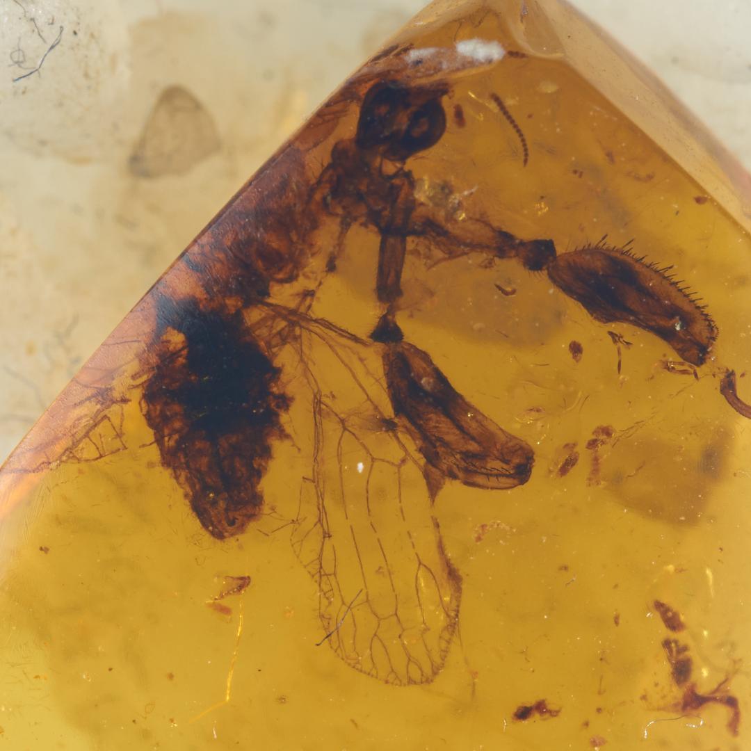 レア極上品 PA0053虫入り琥珀化石　ミャンマーカムティかタナイ9900万年前