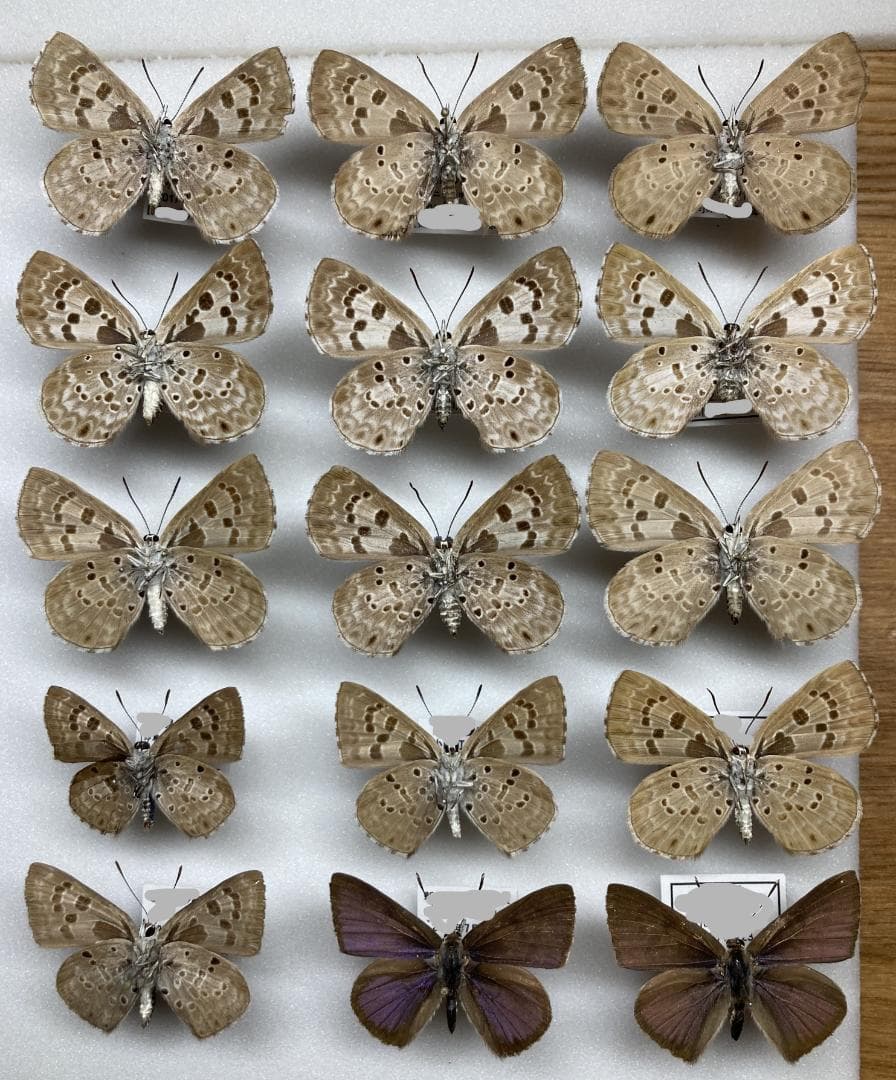 ベルサンタ　蝶詰め合わせ