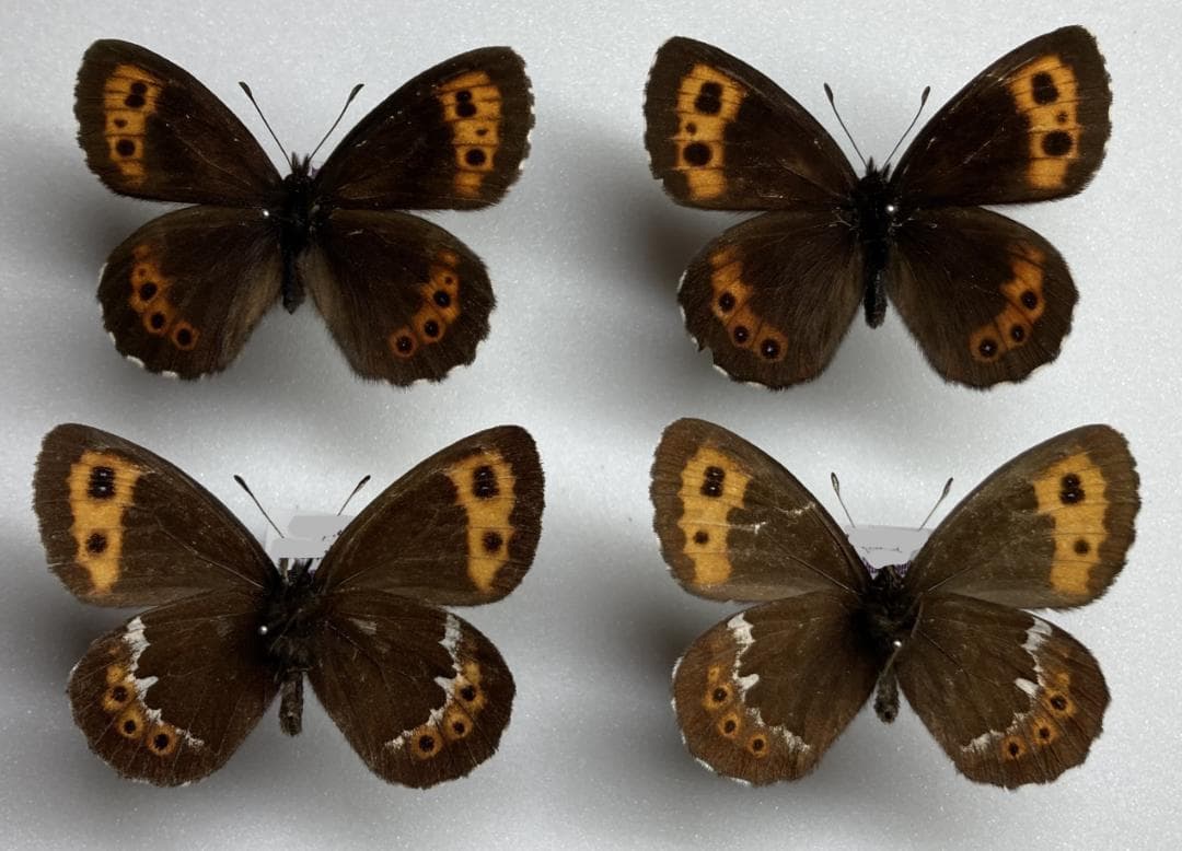 ベルサンタ　蝶詰め合わせ