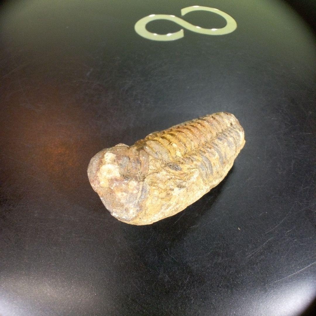 三葉虫　化石　fossil　ボリビア産　trilobite　ノジュール判別⑧