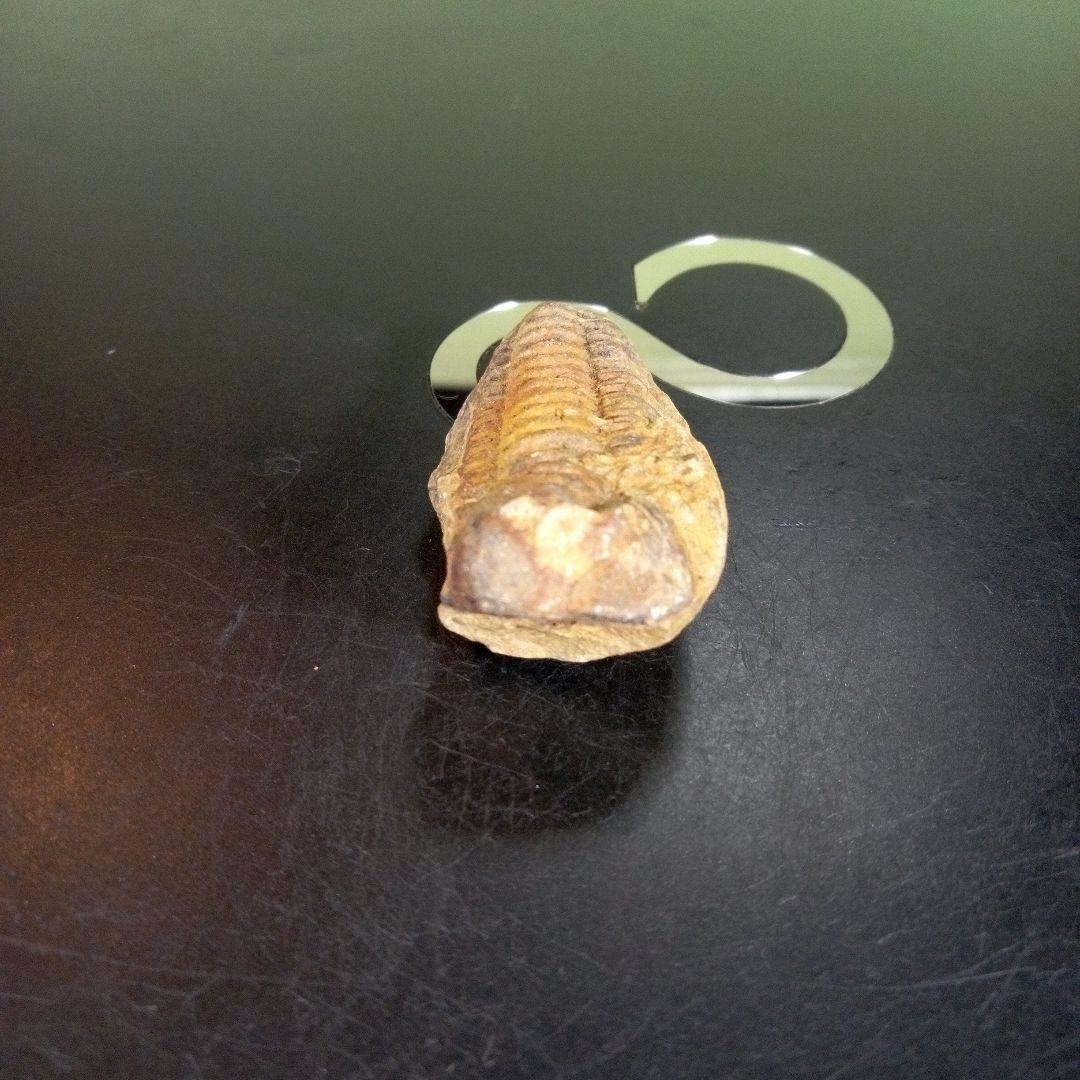 三葉虫　化石　fossil　ボリビア産　trilobite　ノジュール判別⑧