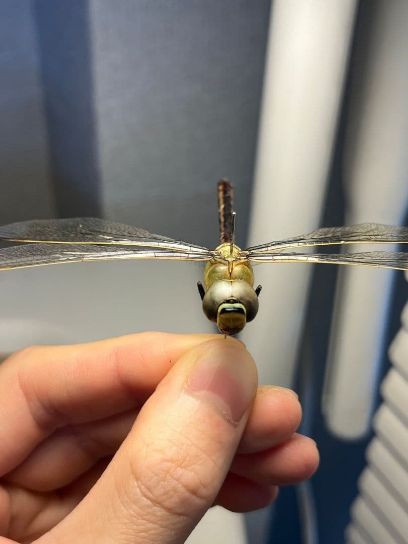 ギンヤンマ 昆虫標本ヘビトンボカマキリマンティス トンボ オニヤンマ 蜻蛉