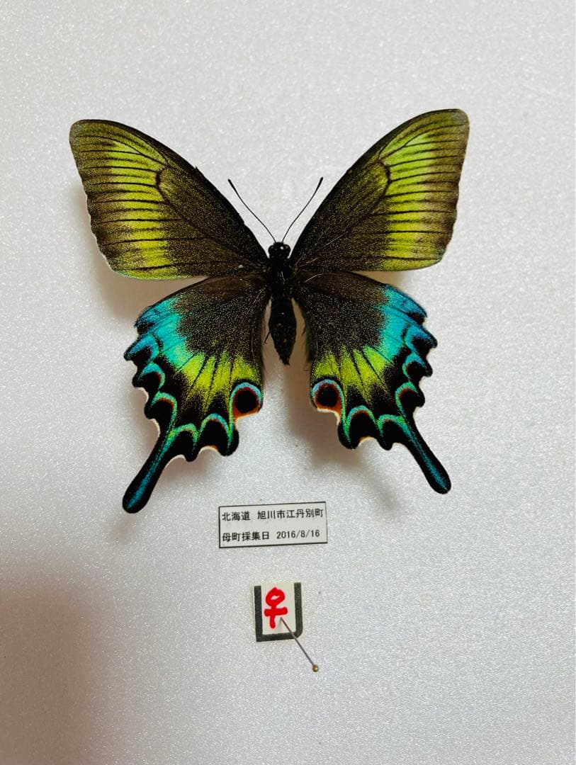 【異常型】ミヤマカラスアゲハ（ペア・北海道・飼育）