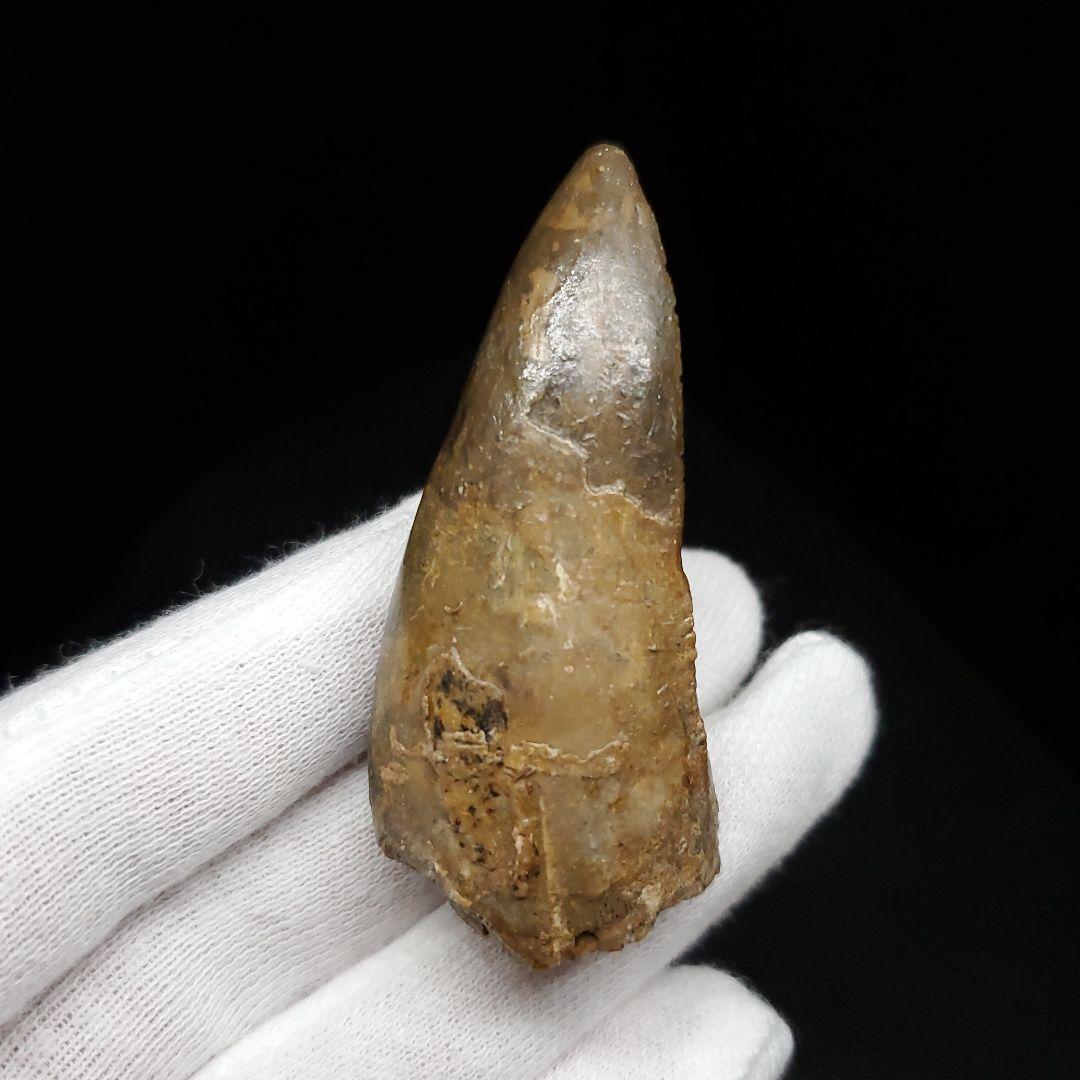 貴重 ラザナンドロンゴベ 歯 化石 マダガスカル産 56.72mm fr107