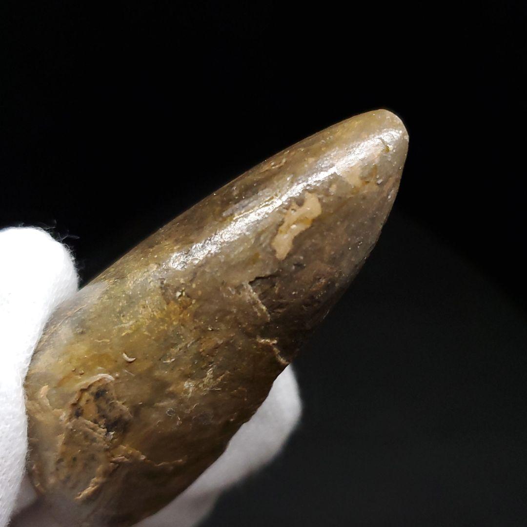 貴重 ラザナンドロンゴベ 歯 化石 マダガスカル産 56.72mm fr107