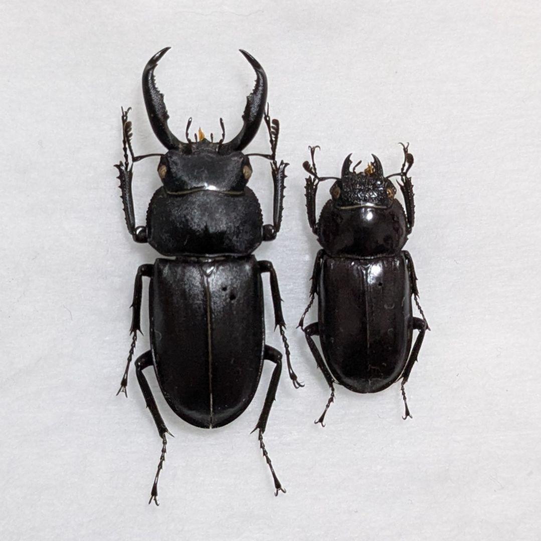 標本　野外品アマミシカクワガタペア39mm
