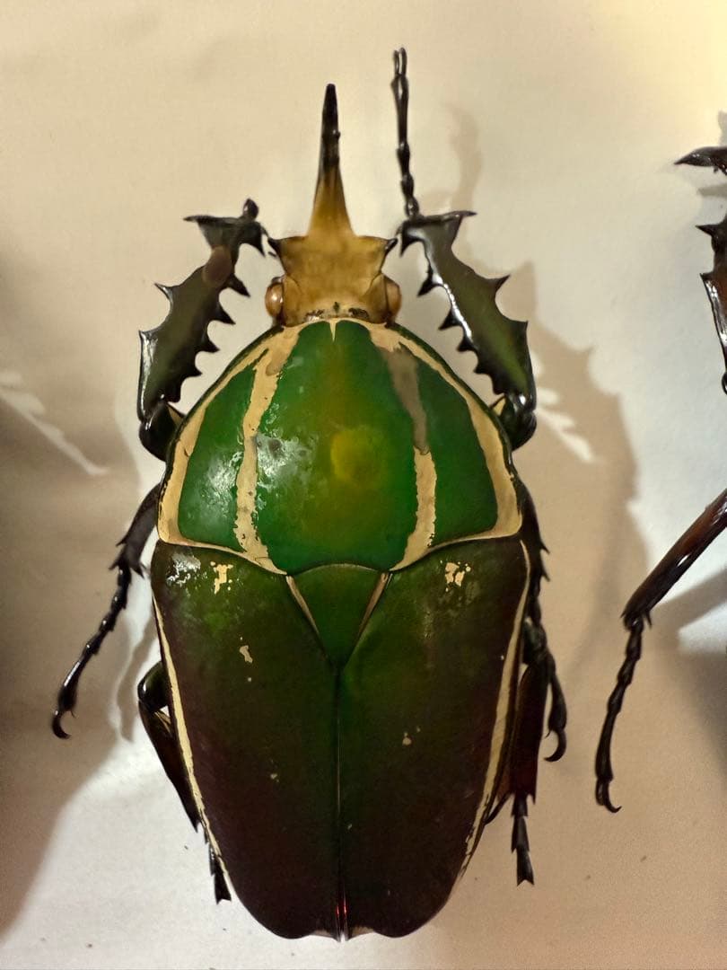 ウガンダ　ウガンデンシス　トルクアータポギー　全てC品