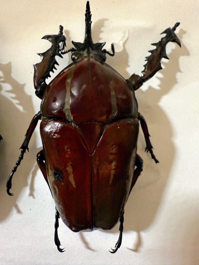 ウガンダ　ウガンデンシス　トルクアータポギー　全てC品