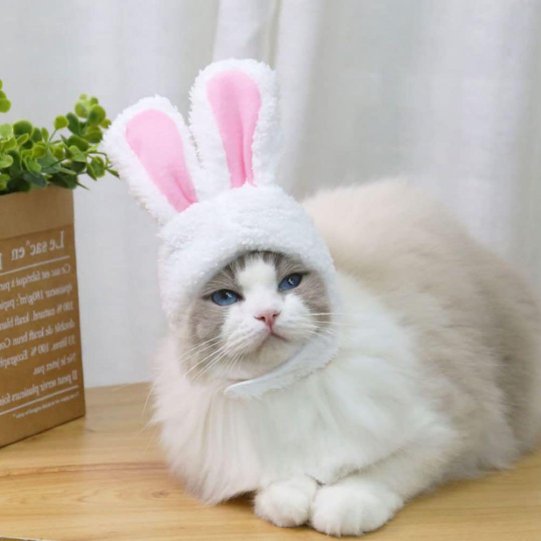 ペット用 被り物 帽子 小型犬 猫 ペット用 キャップ 2個セット 着脱便利