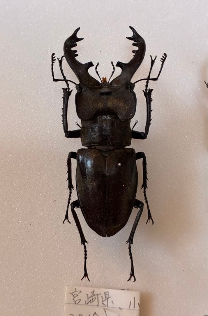 【期間限定出品】　超特大　野外採集品　ミヤマクワガタ　78.0㎜