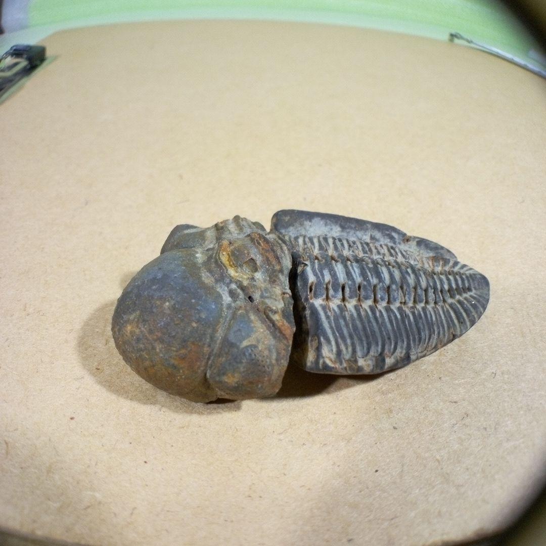 三葉虫　化石　fossil　ボリビア産　レア　Fossil判別④