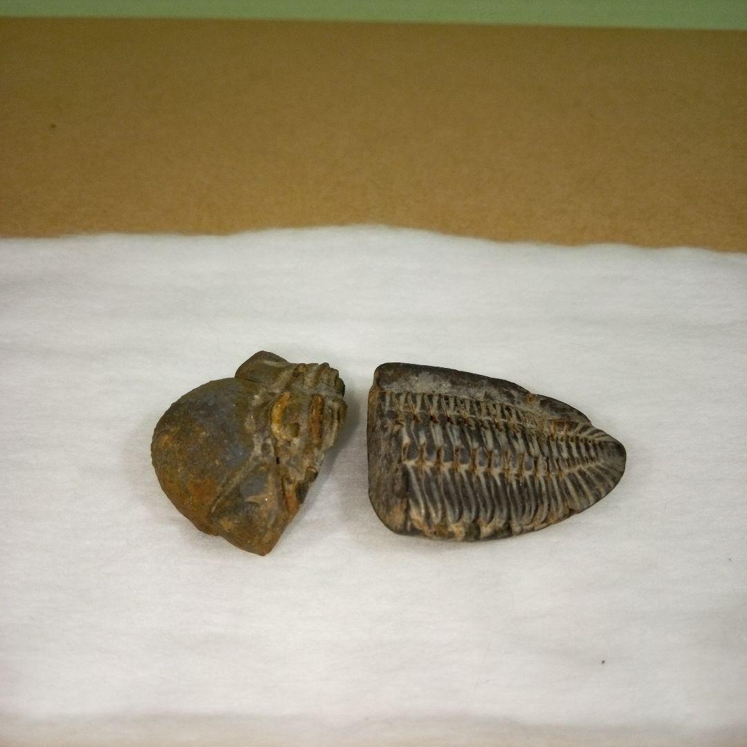 三葉虫　化石　fossil　ボリビア産　レア　Fossil判別④