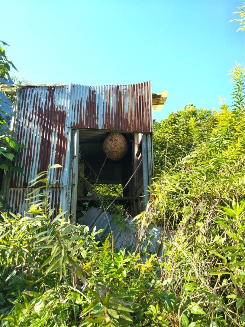 【超巨大！美形】　大きなハチの巣！