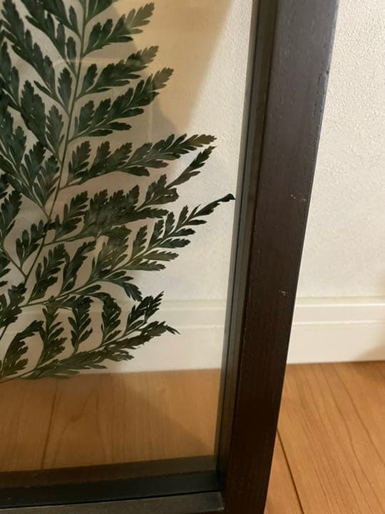 壁掛けインテリア 壁飾り シダ植物
