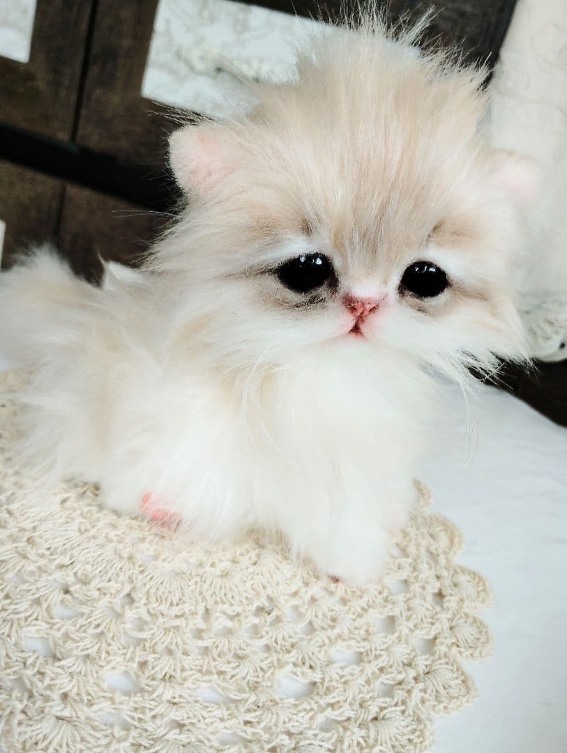 ミヌエット♡子猫のプニちゃん♡アートドール♡ぬいぐるみ♡