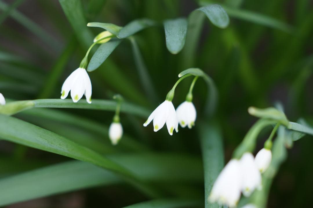 光学極美品_作例有✨ PENTAX スーパータクマー 55mm f1.8 後期型